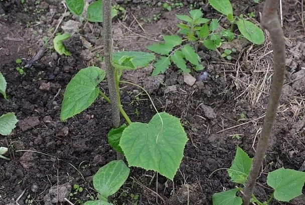 Мед или сахар для огурцов: почему натуральный продукт выигрывает по всем параметрам