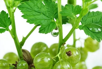 Как размножить смородину черенками весной: простой способ увеличить количество кустов на участке