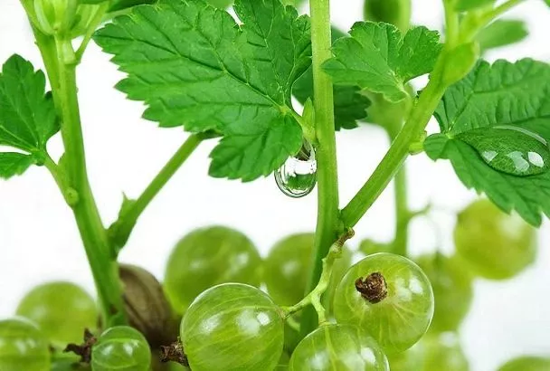 Как размножить смородину черенками весной: простой способ увеличить количество кустов на участке