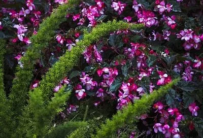 И вот она нарядная: эксперт рассказала, какие хвойники идеально посадить на клумбе рядом с цветами 