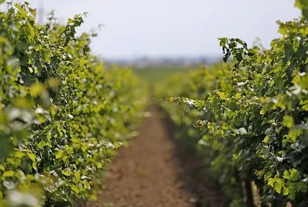 На телеканале «Россия» вышел сюжет о развитии виноделия в Тамани