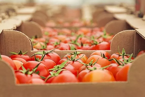 Собираем и храним помидоры долго: свежие, ароматные плоды до зимы