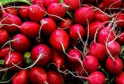 Три срока посева редиса в 2026: как получать урожай с апреля по октябрь без стрелок – даже полив не нужен