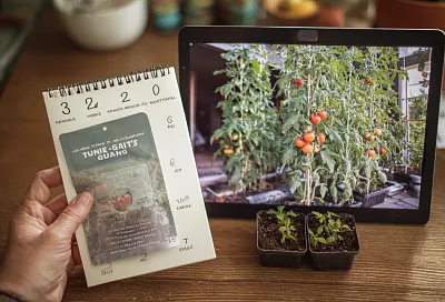 Томаты сею за 60 дней до высадки: раскладываю по одному и опрыскиваю — рассада не болеет и стволик толстеет