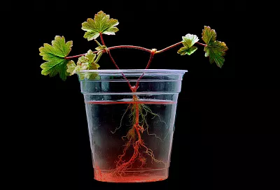 Как укоренить герань в воде без потерь: рабочая схема с лайфхаками