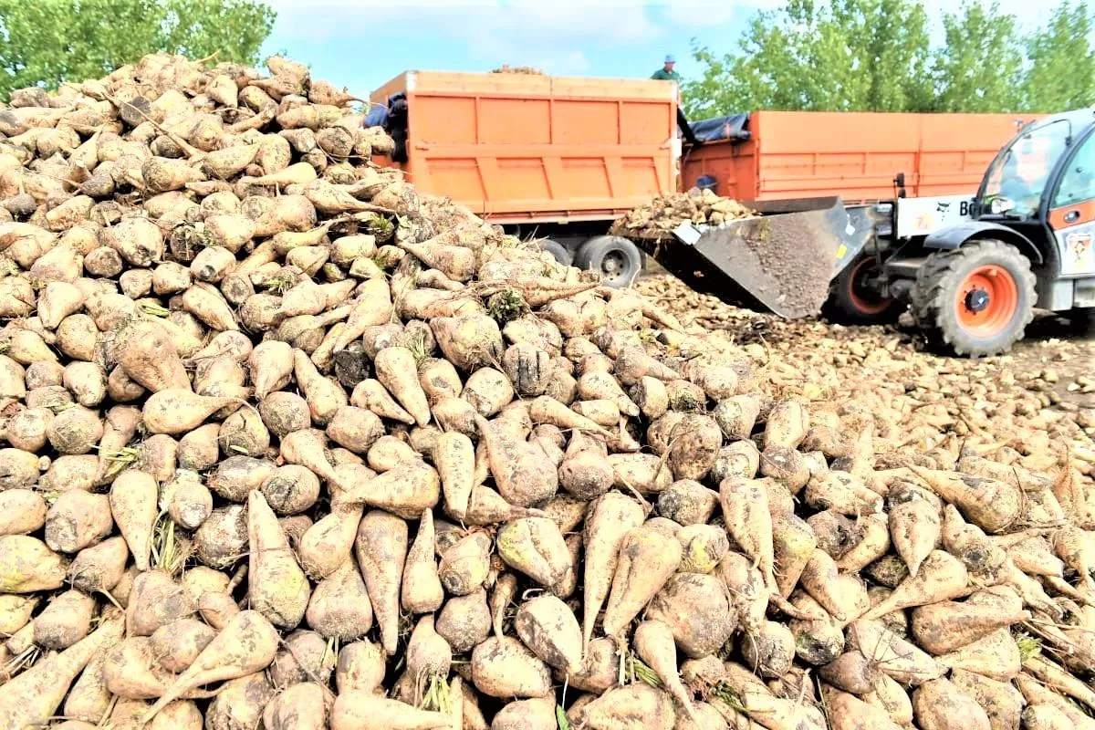 В Краснодарском крае открыли сезон переработки сахарной свеклы