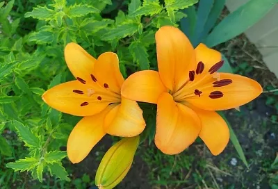 Там лилии цветут: особенности подготовки к зимовке, которые важно знать