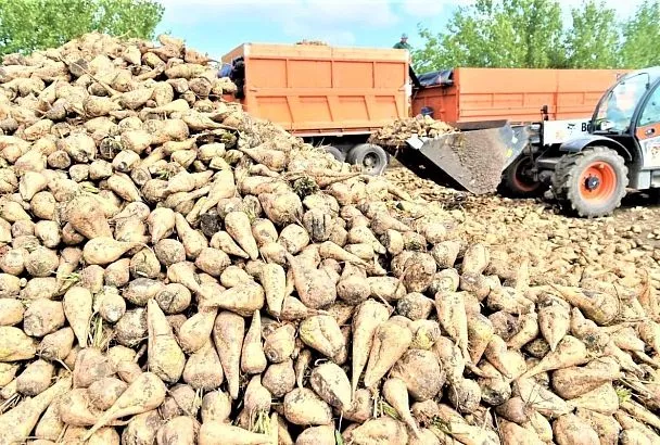 В Краснодарском крае открыли сезон переработки сахарной свеклы