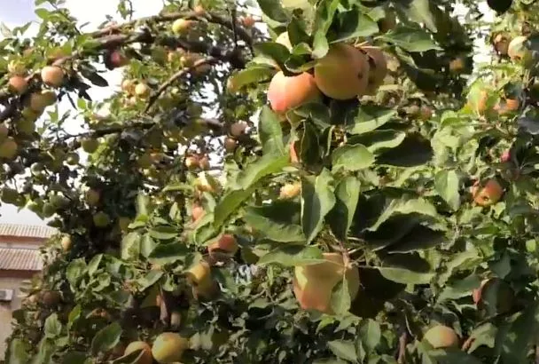 Вот зачем опытные садоводы трясут деревья весной: Секрет урожая 2025