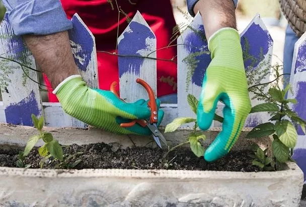 Лунный календарь с 26 июля по 1 августа: какая работа на огороде будет легкой и эффективной, а какая просто бессмысленной