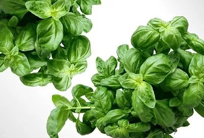 Пряность, которую подавали к столу императора, легко вырастить самому