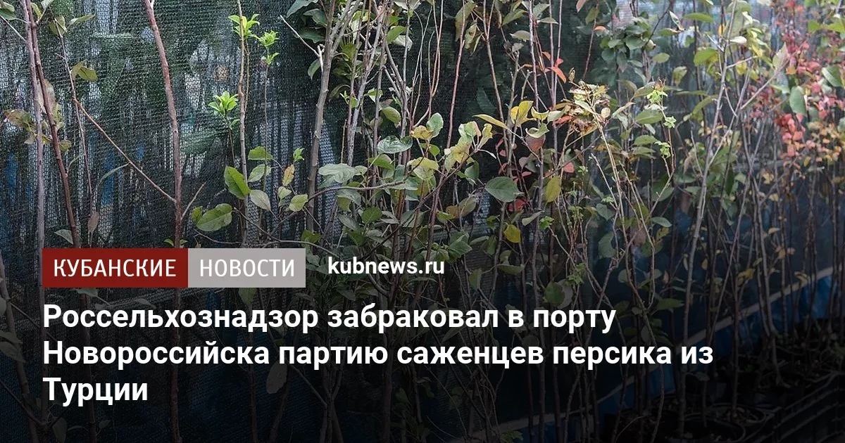 Россельхознадзор забраковал в порту Новороссийска партию саженцев персика из Турции
