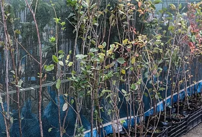 Россельхознадзор забраковал в порту Новороссийска партию саженцев персика из Турции 