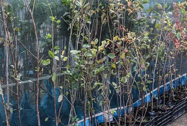 Россельхознадзор забраковал в порту Новороссийска партию саженцев персика из Турции 