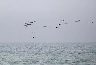 Два беспилотника уничтожили над Азовским морем