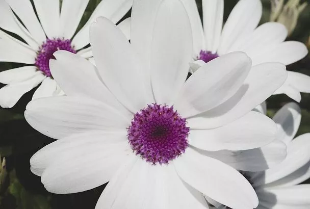 Почему цветоводы советуют остеоспермум: экзотическая «ромашка», которая принесет много радости и минимум хлопот