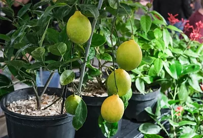 Лимон на подоконнике: тропического красавца может вырастить каждый