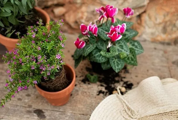 Не боятся ни мороза, ни снега: комнатные цветы, которые можно дарить зимой вместо привычных букетов