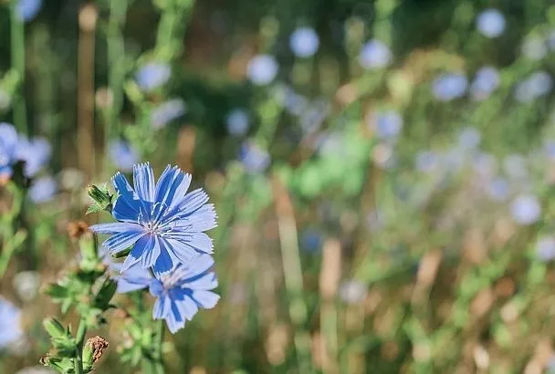 Лён на вашем участке – к двойной выгоде: красота и здоровье у себя дома