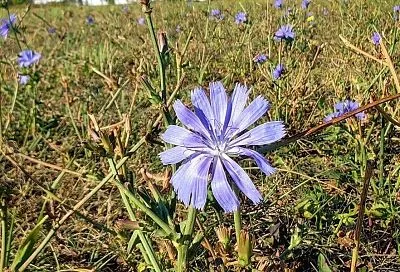 Квас из цикория: свежесть, польза и натуральность в каждом глотке