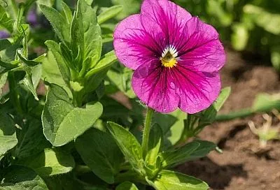 Посев петунии. Мой суперспособ, который обеспечивает стопроцентные всходы уже через 3 дня