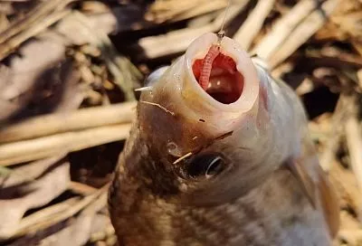 Ложка меда — и карась клюет как сумасшедший: секрет убойной прикормки для летней рыбалки