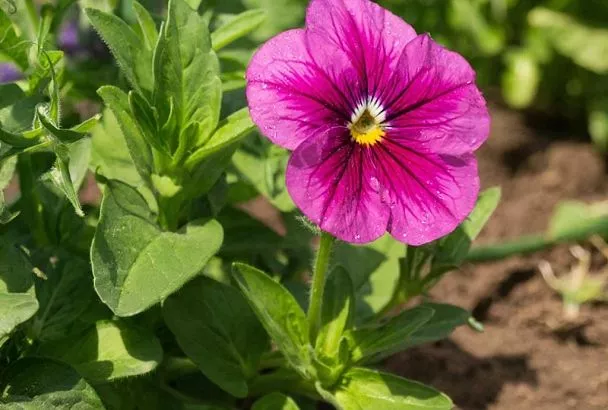 Посев петунии. Мой суперспособ, который обеспечивает стопроцентные всходы уже через 3 дня