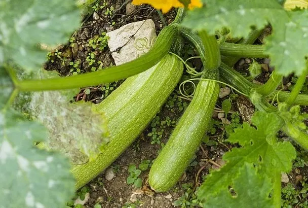 Дайте кабачкам йод и борную кислоту: решающая подкормка для урожая без гнили