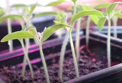 Крепкая рассада в нужные сроки: 5 способов ускорить старт семян перед посевом – 100% дружные всходы