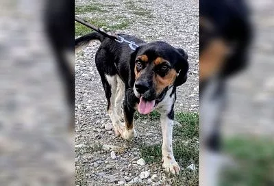 В Сочи нашлись хозяева Хатико, верно ждавшего два дня в предполетной зоне аэропорта