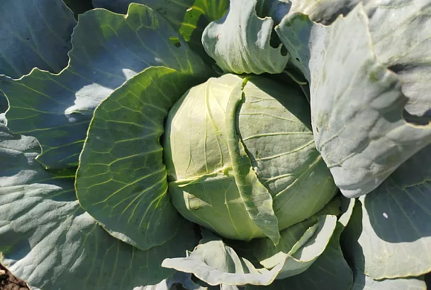 Капуста в августе: финишные подкормки для гарантированного урожая