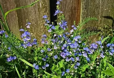 Постелите в саду синий «коврик»: чем прекрасна и опасна вероника