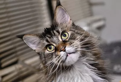 Ты моя лапочка: топ-5 самых ласковых пород кошек – идеальных компаньонов для вашей семьи