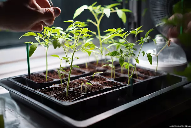 Почему рассада вытягивается и падает: 5 главных ошибок новичков