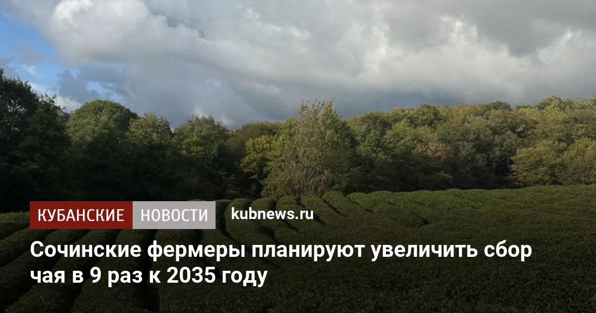 Сочинские фермеры планируют увеличить сбор чая в 9 раз к 2035 году