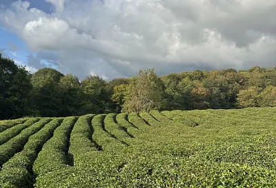 Сочинские фермеры планируют увеличить сбор чая в 9 раз к 2035 году