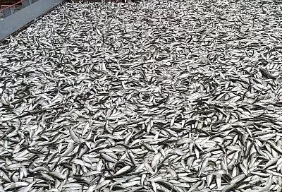 Общий промысловый вылов сельди в Черном и Азовском морях, Керченском проливе и реке Дон составляет до 150 тонн в год 