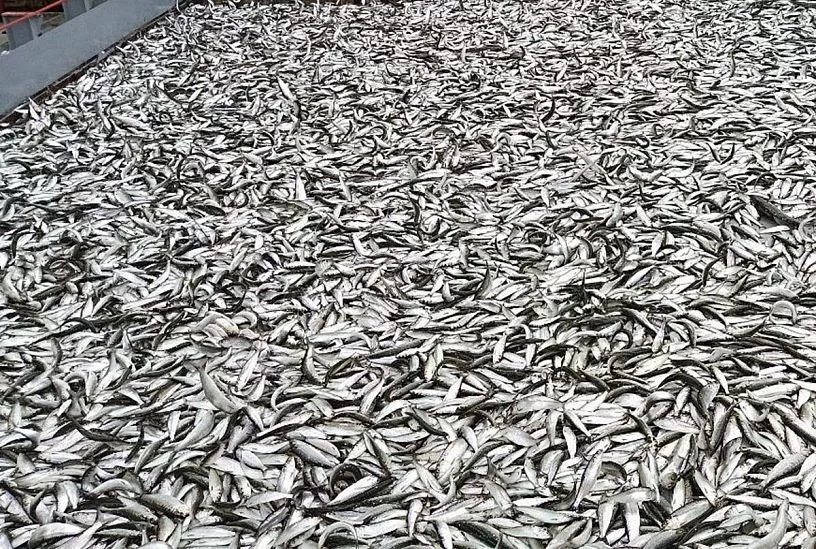 Общий промысловый вылов сельди в Черном и Азовском морях, Керченском проливе и реке Дон составляет до 150 тонн в год 