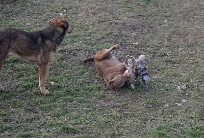 Стая бездомных собак напала на девочку-подростка в Сочи