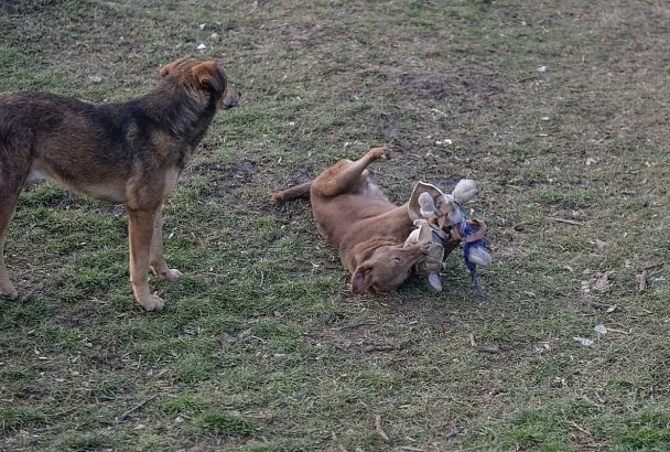 Стая бездомных собак напала на девочку-подростка в Сочи