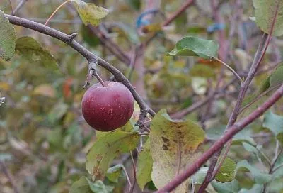 Калий и фосфор осенью: почему эти 2 элемента необходимы для хорошей зимовки деревьев