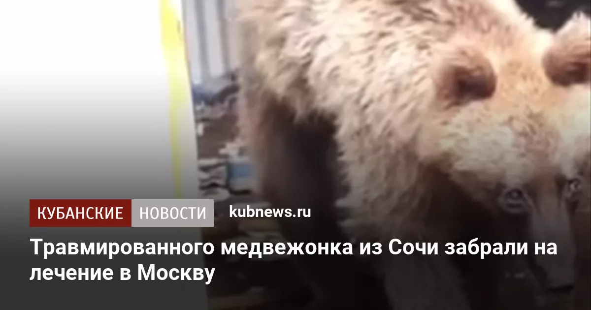 Травмированного медвежонка из Сочи забрали на лечение в Москву
