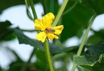 Пчела-листорез: вредитель или полезное насекомое?