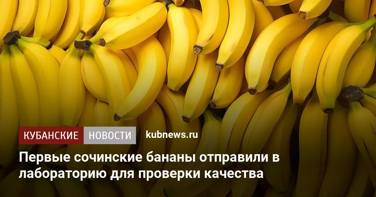 Первые сочинские бананы отправили в лабораторию для проверки качества