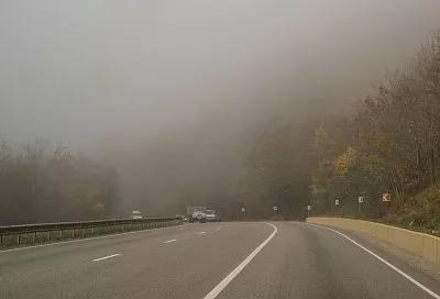 Неизвестный сбил оленя на трассе в Крымском районе