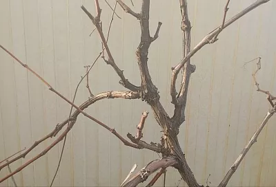 Виноград для новичков: правила зимовки, которые помогут лозе пережить холода