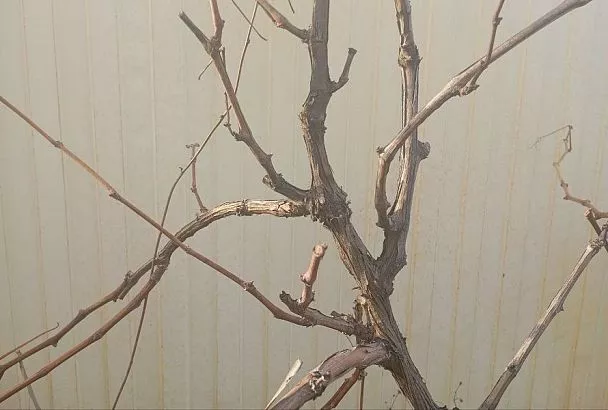 Виноград для новичков: правила зимовки, которые помогут лозе пережить холода