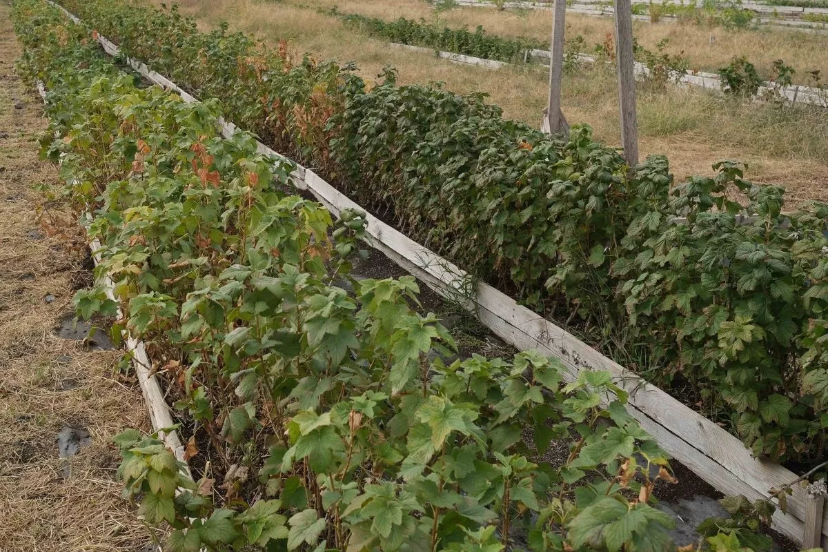 Кубанские дачники массово осушают участки: спрос на дренаж вырос на 47%