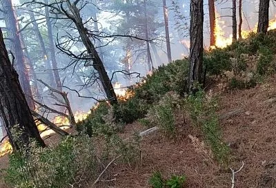 Площадь пожара на территории Геленджикского лесничества выросла до 14 га