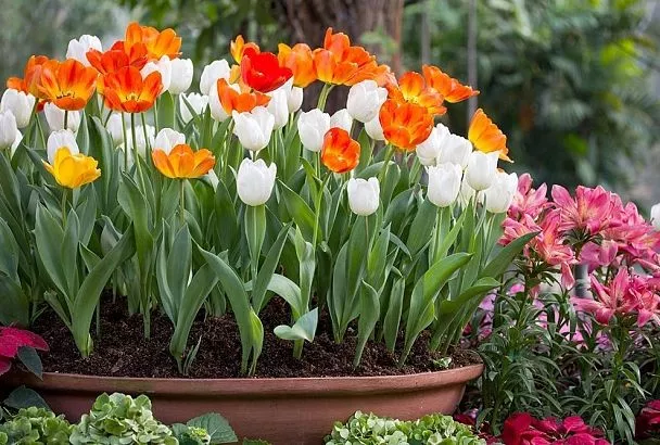 Покупаем луковичные цветы для сада: Топ-5 неприхотливых красавцев